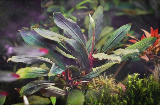 bucephalandra-sp-super-blue-2-