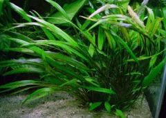 Cryptocoryne Amicorum