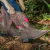 Bota Texana Feminina Rose