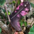 Bota Texana Femenina Serenata - tienda online