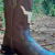 Bota Texana Masculina Boi Exclusivo EDICIÓN LIMITADA - Económico - comprar online