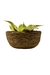 Maceta Bowl con Agaves Silvestres - comprar en línea