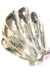 Cepillos Pelo Shell por Unidad - comprar online