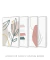 Conjunto com 4 Quadros Decorativos - Folhagem Boho + Pinceladas Spring + Nuances Minimal Rose e Bege + Leaf Minimal Bege - loja online