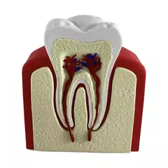 Maqueta Diente Premolar - comprar online