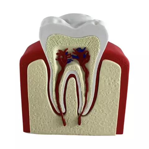 Maqueta Diente Premolar - comprar online