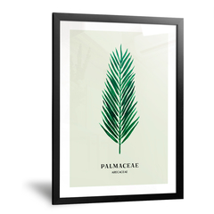Palmaceae - comprar online