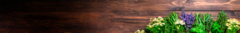 Banner de la categoría HIERBAS AROMÁTICAS Y MEDICINALES