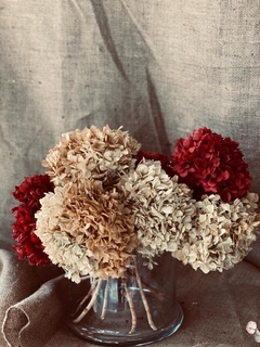 Hortensias ☆ Dried Flowers Collection