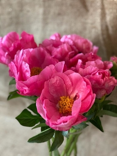 Peonías ✱ Seasonal Flowers en internet