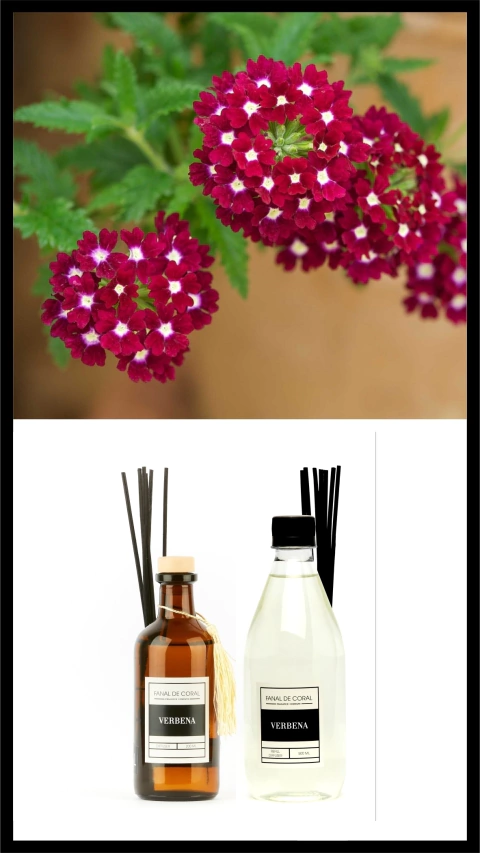 DIFUSOR + REFILL VERBENA