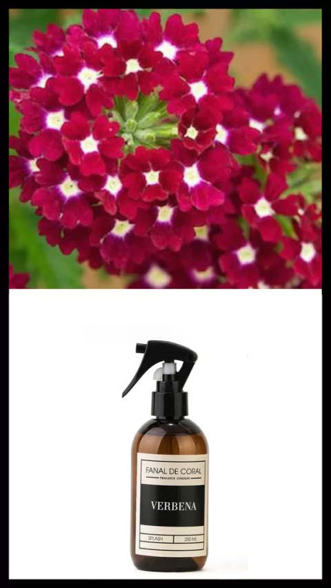 BODY SPLASH - VERBENA