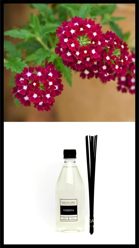 REFILL VERBENA + 7 VARILLAS