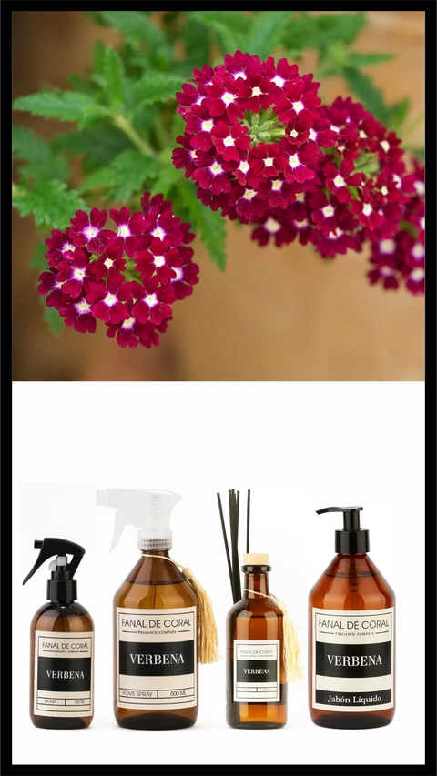 SET VERBENA