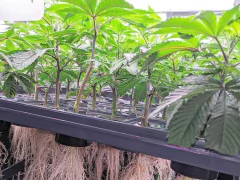 Kit Nutrientes Hidroponía Suelo Sales Vegetación + Growmix 80lt+ Inicium + Ph- - tienda online