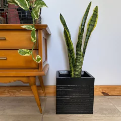 CUBO RAYADO - Maz Macetas