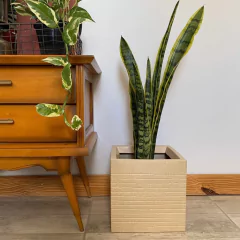 CUBO RAYADO en internet