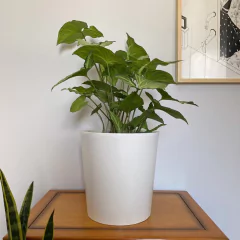 CONO - comprar online