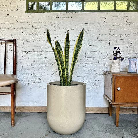 CONCA LISA + SANSEVIERIA - comprar online