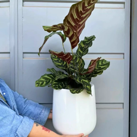 CONCA FINA FV - comprar online