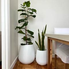 GOTA LISA - comprar online