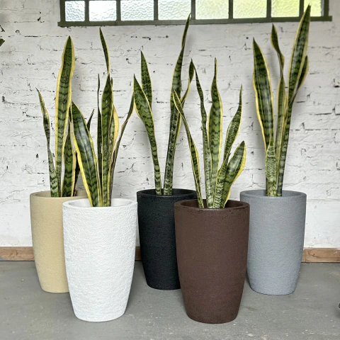 PLANTA DEL MES: SANSEVIERIA + INCA