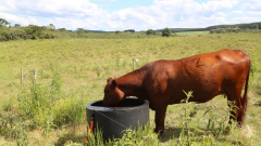 Bebedouro de 500 Litros - loja online