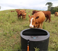 Bebedouro de 500 Litros - Multiplas Rotomoldagem - Indústria de plásticos Rotomoldados