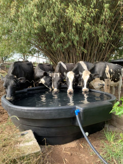 Bebedouro 1600 litros