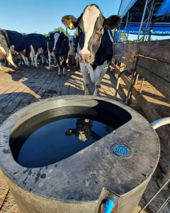 Bebedouro de 500 Litros na internet