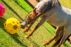 Imagem do BOLA DE FENO