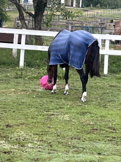 BOLA DE FENO na internet