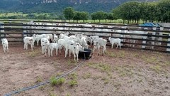 Bebedouro Australiano - 120 litros - loja online
