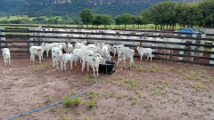 Bebedouro Australiano - 120 litros - loja online