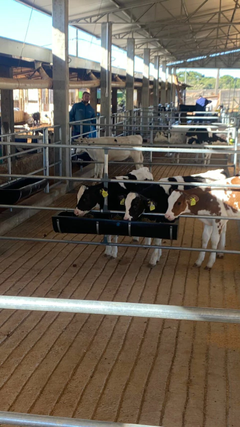 Cocho para gado 50 Litros - comprar online