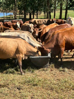 Imagem do CONFINA COCHO