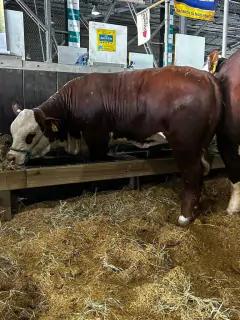 Cocho Duplo / comedouro com divisórias 100 litros - comprar online