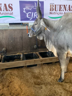 Cocho Duplo / comedouro com divisórias 100 litros - Multiplas Rotomoldagem - Indústria de plásticos Rotomoldados