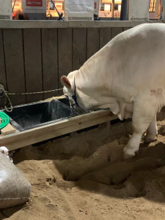 Cocho Duplo / comedouro com divisórias 100 litros na internet