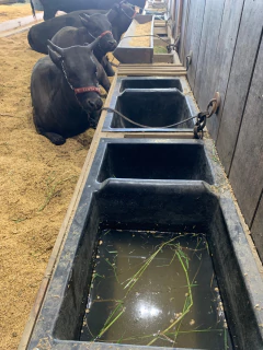 Imagem do Cocho Duplo / comedouro com divisórias 100 litros