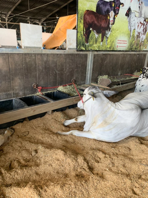 Cocho Duplo / comedouro com divisórias 100 litros - comprar online