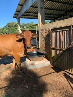 Bebedouro Australiano - 120 litros - loja online