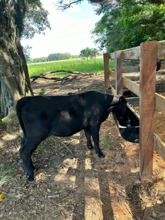 Bebedouro 50 Litros com Suportes - comprar online