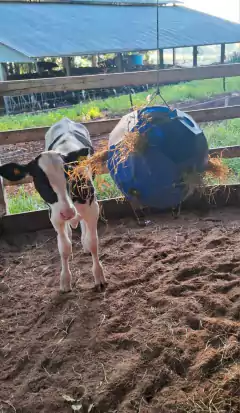 BOLA DE FENO - comprar online