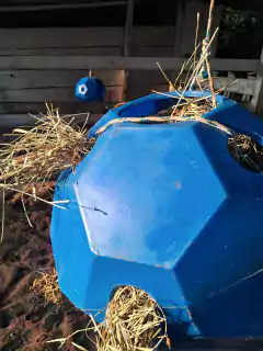 BOLA DE FENO na internet