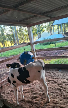 BOLA DE FENO - Multiplas Rotomoldagem - Indústria de plásticos Rotomoldados