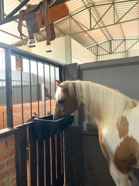 Cocho para gado 20 Litros - comprar online