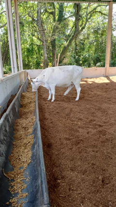 Cocho J Modular em Polietileno