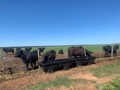 CONFINA COCHO - loja online