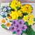 Molde Silicona Flores Pensamientos 3-3,6-4cm | 3 cav. - - boutique cook